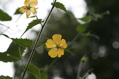 Abutilon persicum